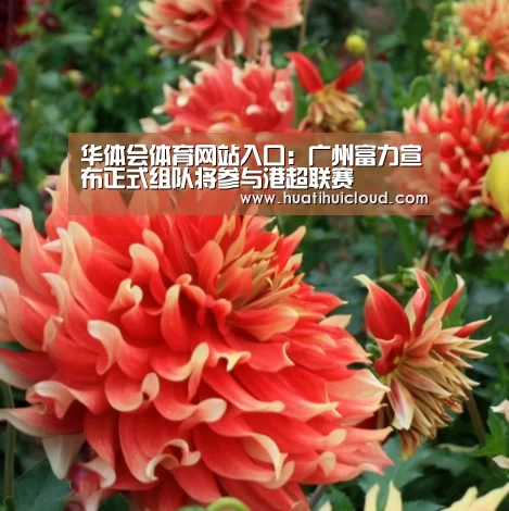 华体会官网网页版