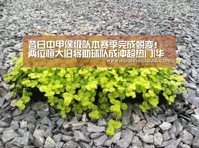 华体会体育网页版